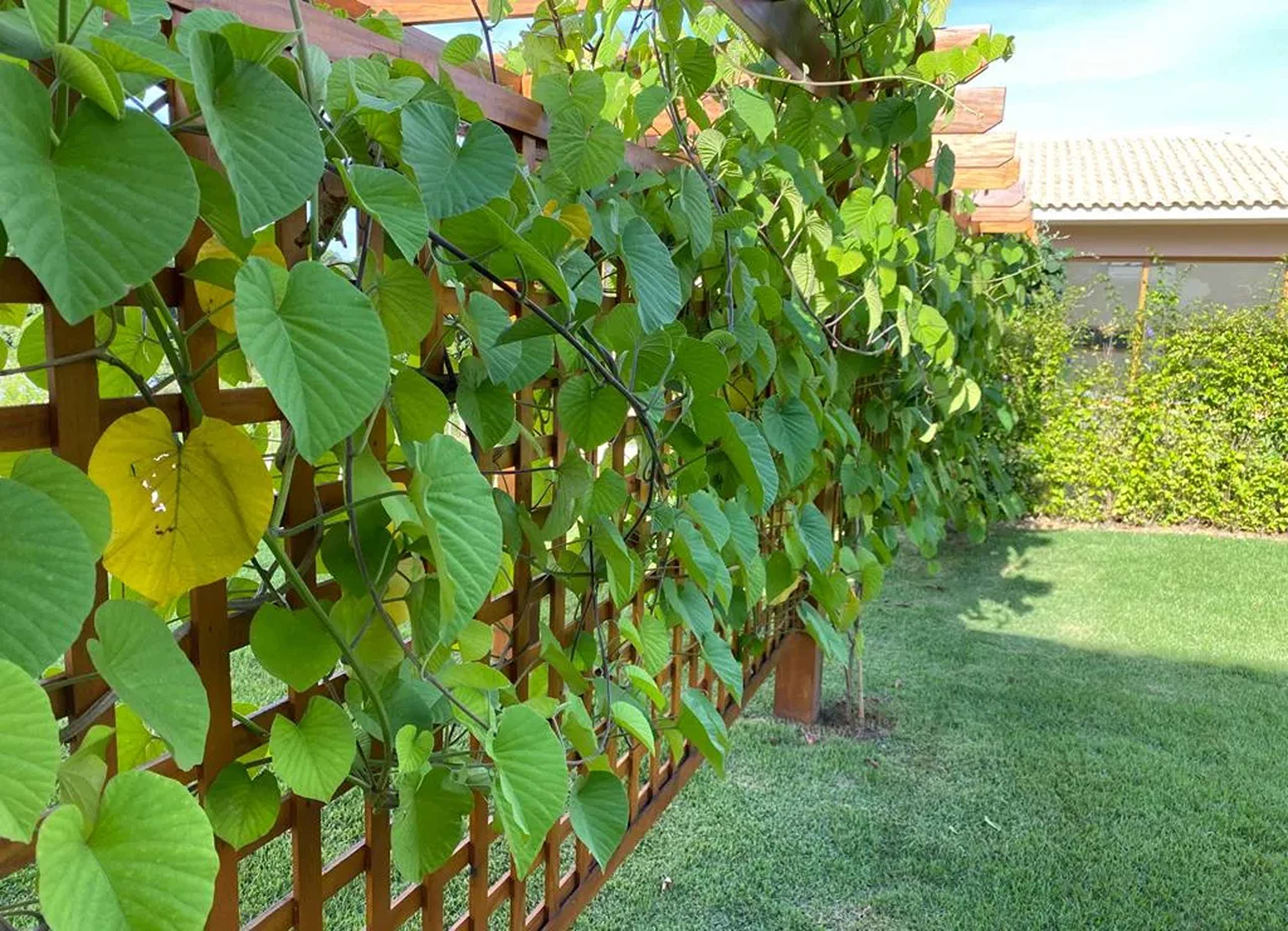 MS-Zappa-Sorocaba-Pergolado-com-plantas-trepadeiras-charme-e-natureza-exuberante.-2_12_11zon_12_11zon-1