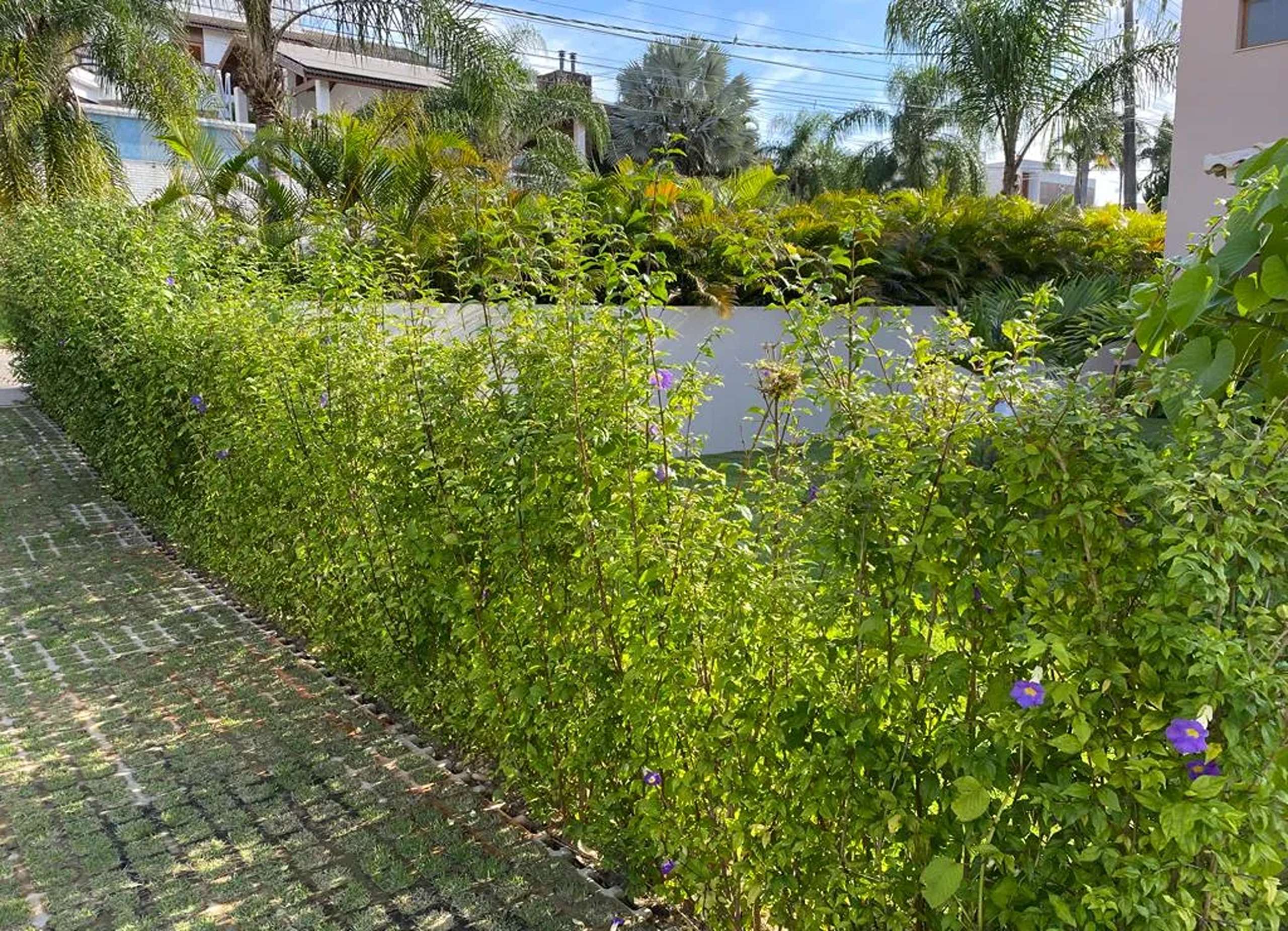 S-Zappa-Sorocaba-Panoramica-do-terreno-com-ciprestes-e-natureza-preservada-ao-redor_17_17